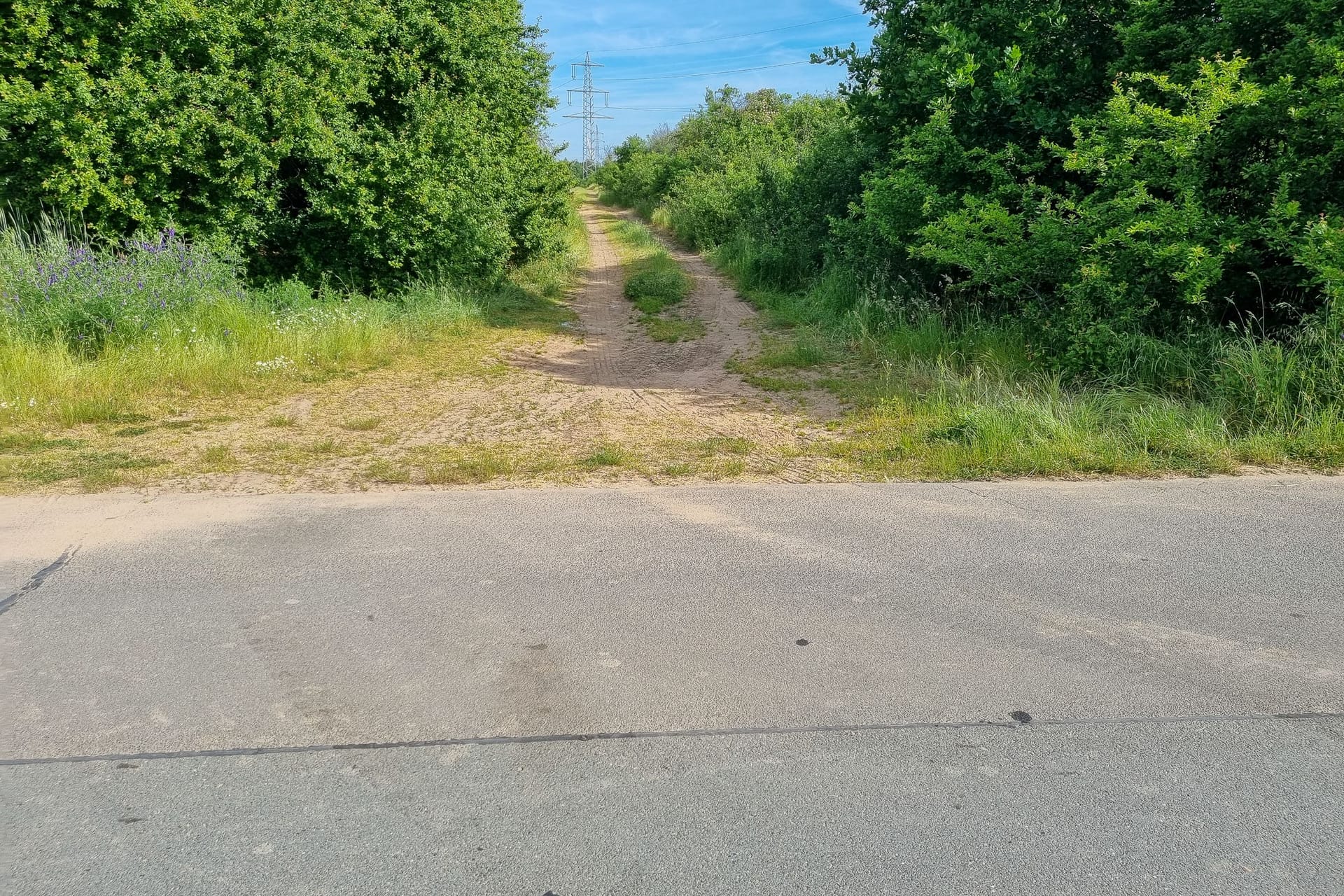 An diesem Waldweg wurde die Leiche gefunden: Das 79-jährige Opfer wurde zuvor als vermisst gemeldet.