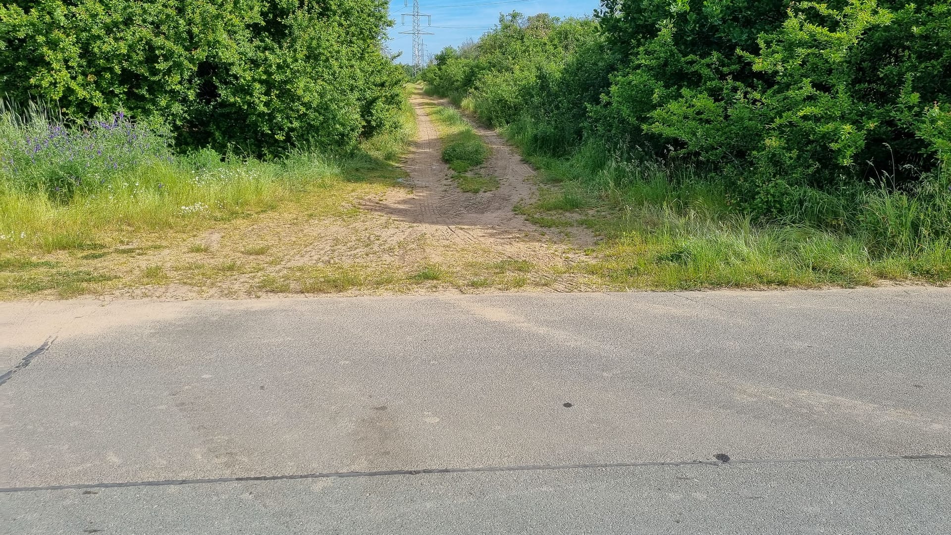 An diesem Waldweg wurde die Leiche gefunden: Das 79-jährige Opfer wurde zuvor als vermisst gemeldet.