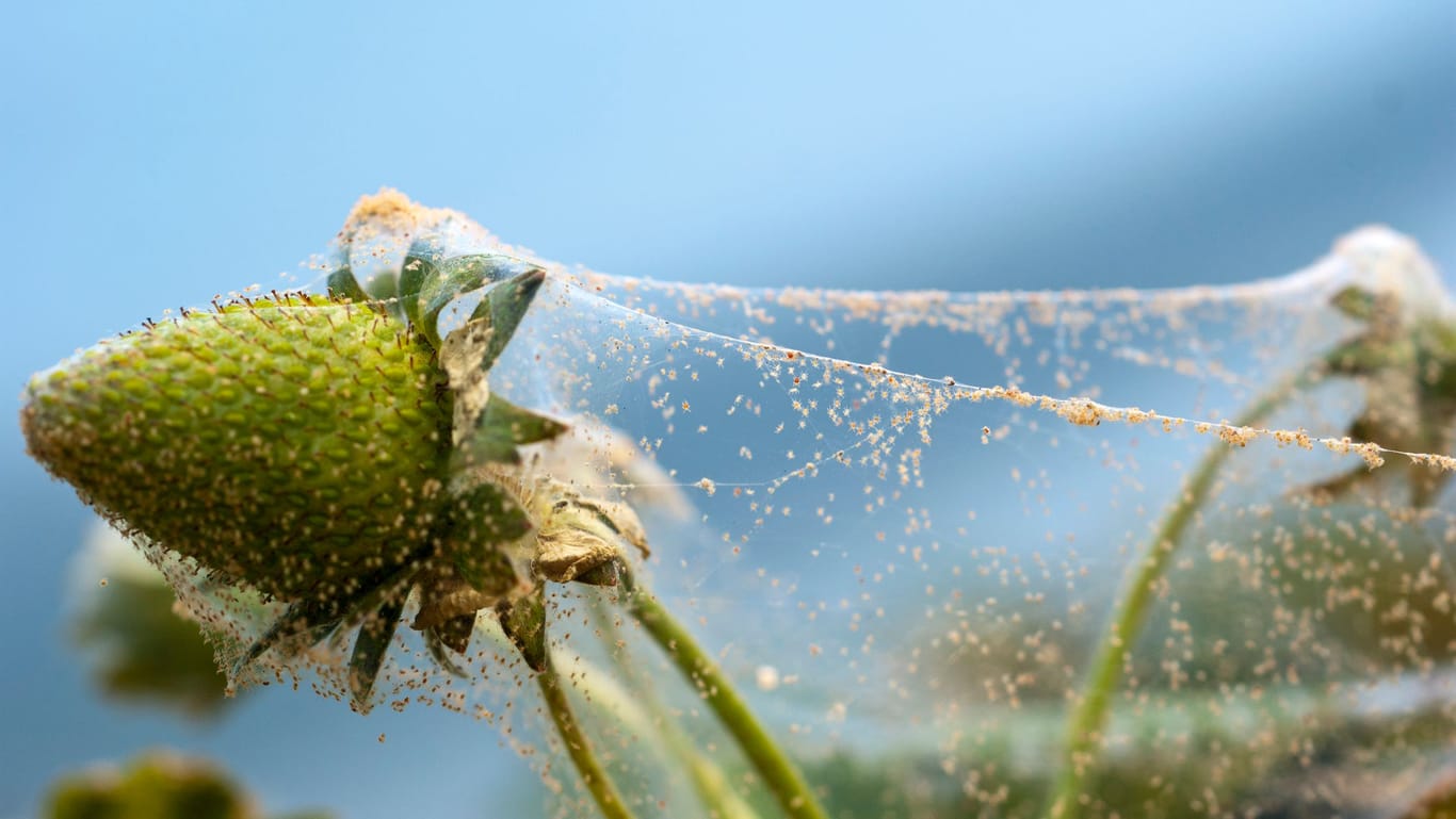 Einen Spinnmilbenbefall erkennen Sie an feinen, weißen Gespinsten auf den Blättern.