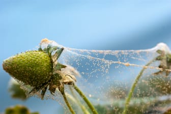 Einen Spinnmilbenbefall erkennen Sie an feinen, weißen Gespinsten auf den Blättern.