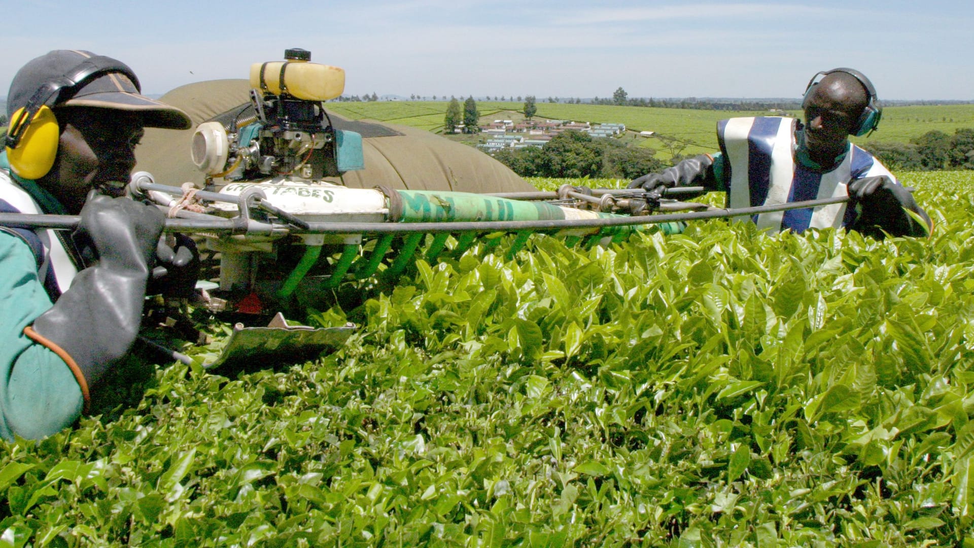 KENYA TEA