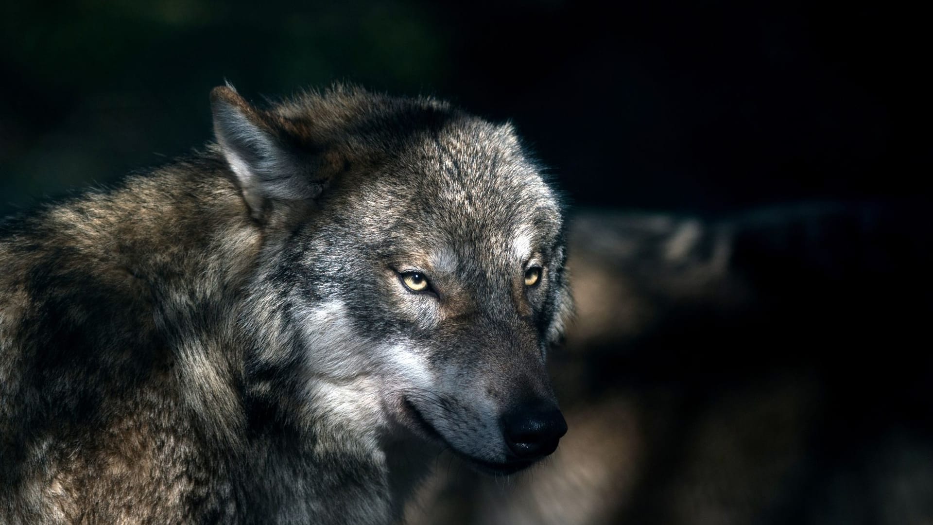 Wolf Wolf