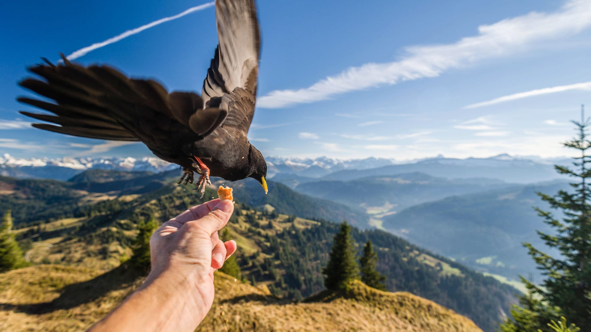 Alpendohle: Raben suchten schon früh die Nähe zum Menschen.