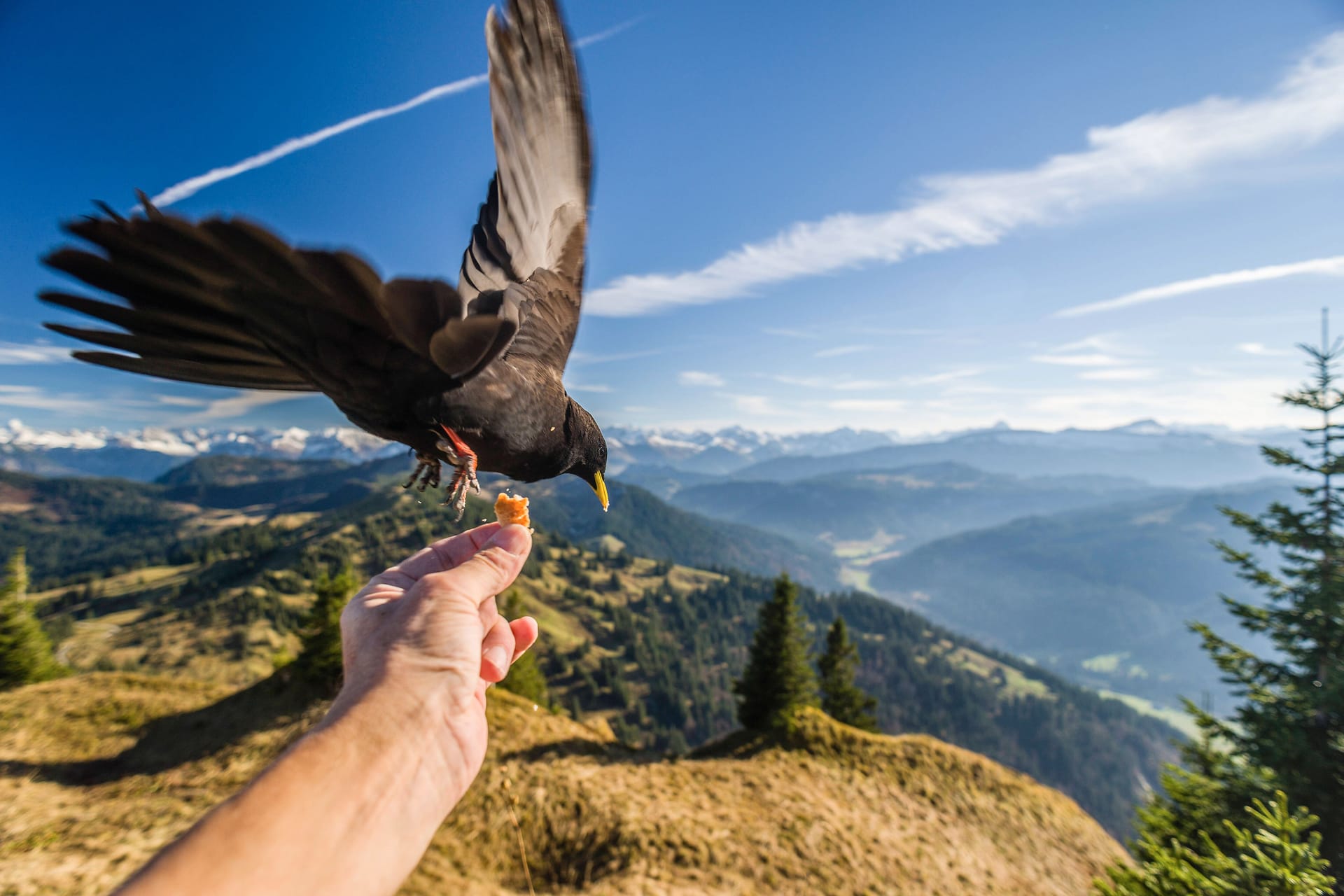 Alpendohle: Raben suchten schon früh die Nähe zum Menschen.