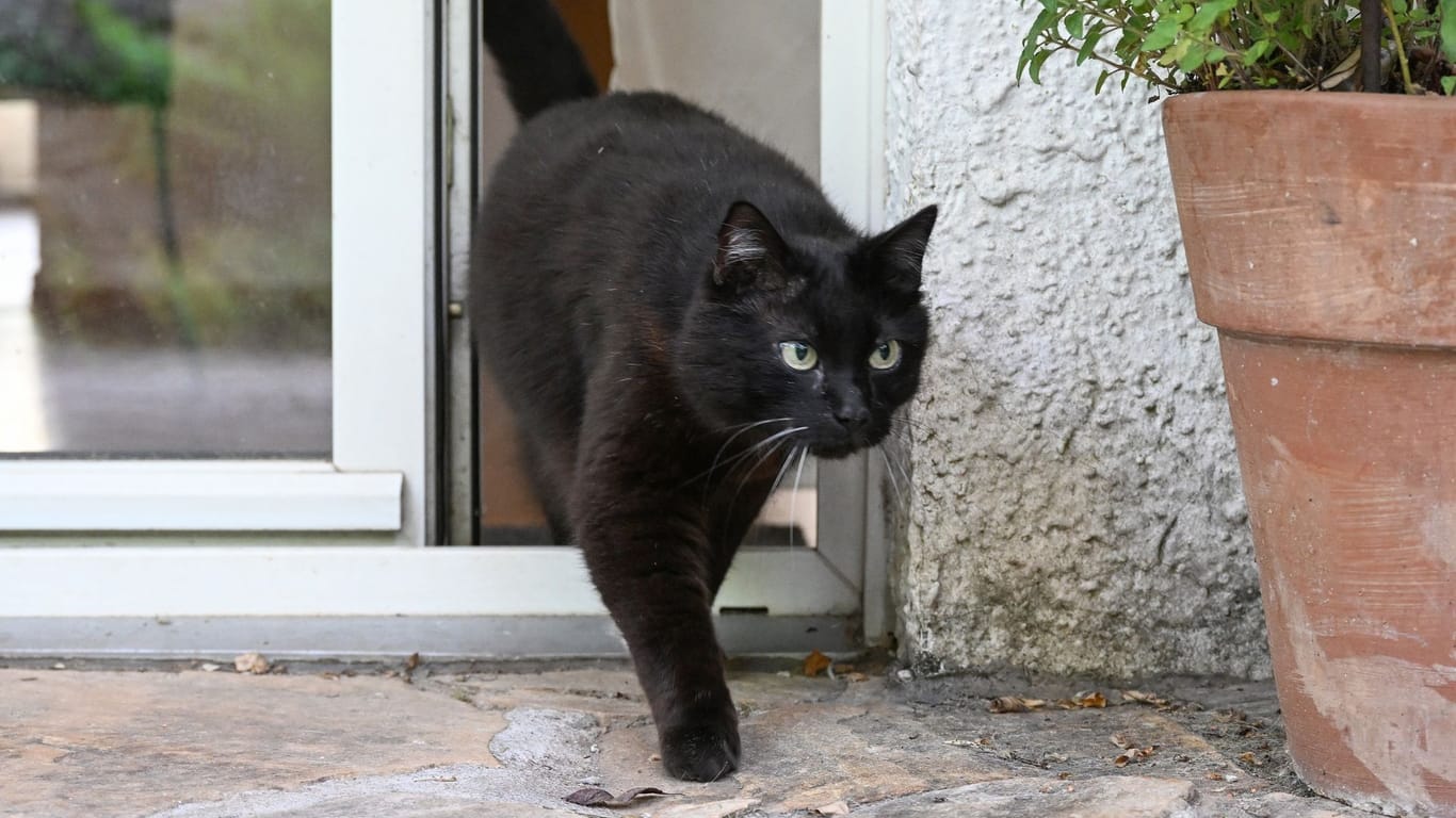 Eine Katze verlässt eine Wohnung durch eine Terrassentür (Symbolbild): Eine Kennzeichnung, Registrierung und Kastrierung von einigen Katzen wird bald Pflicht.