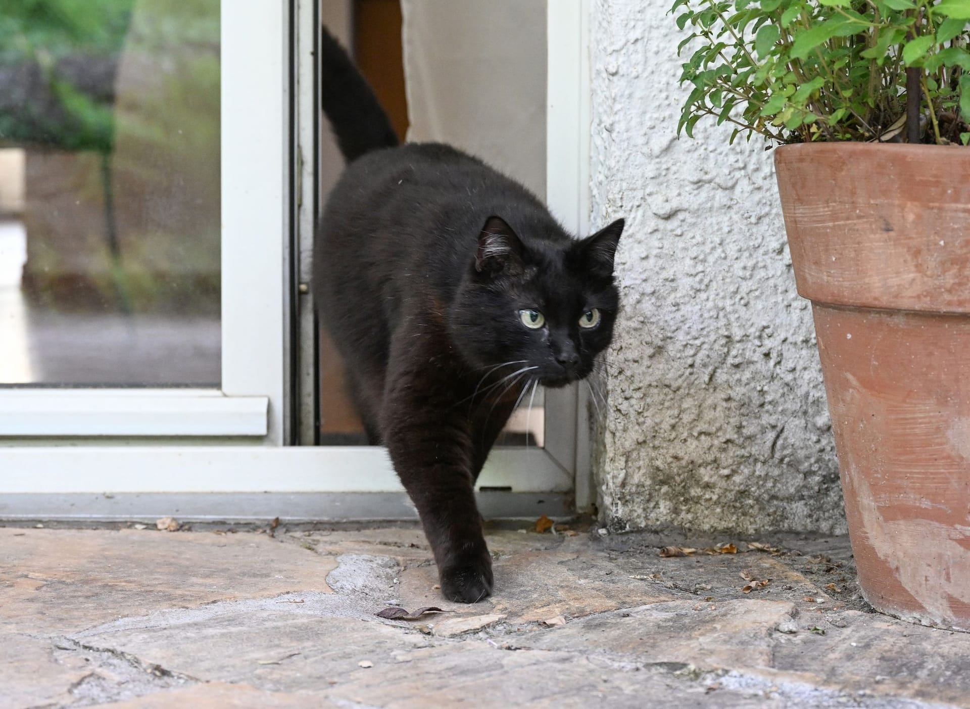 Eine Katze verlässt eine Wohnung durch eine Terrassentür (Symbolbild): Eine Kennzeichnung, Registrierung und Kastrierung von einigen Katzen wird bald Pflicht.