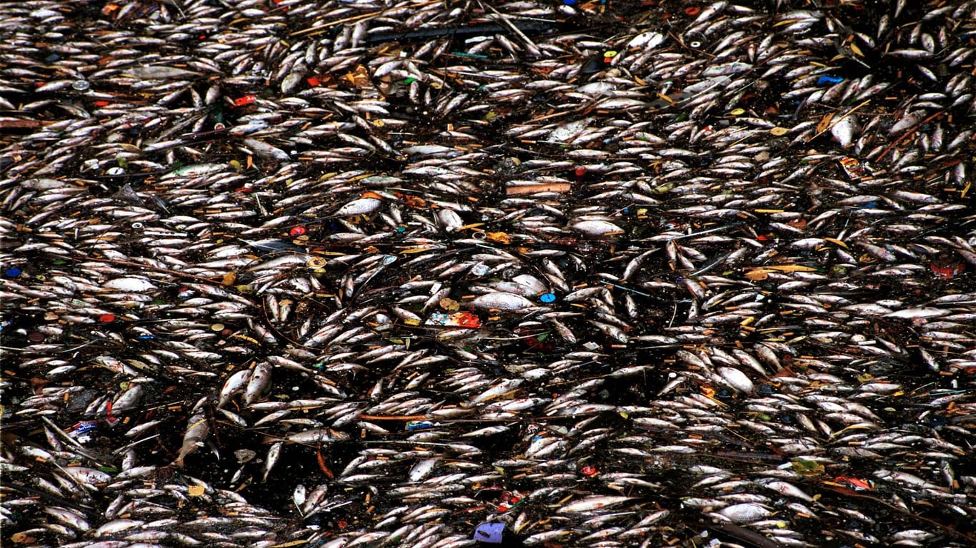 Tote Fische treiben 1999 im Landwehrkanal an der Oberfläche (Archivbild): Wie viele Fische diesmal betroffen waren, ist bislang unklar.