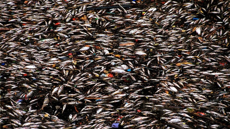 Berlin: Tote Fische treiben im Landwehrkanal – Das war wohl die Ursache