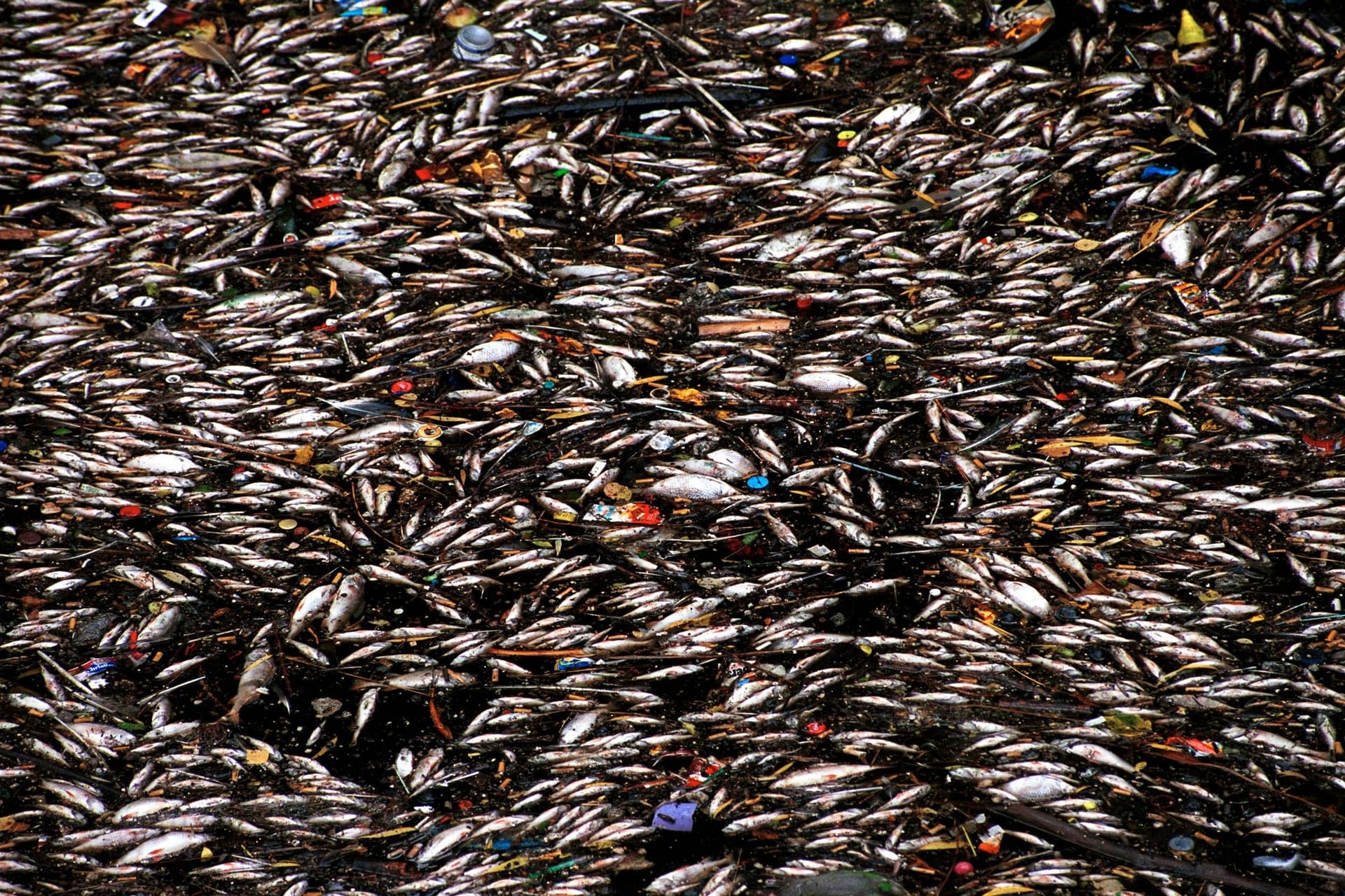 Tote Fische treiben 1999 im Landwehrkanal an der Oberfläche (Archivbild): Wie viele Fische diesmal betroffen waren, ist bislang unklar.