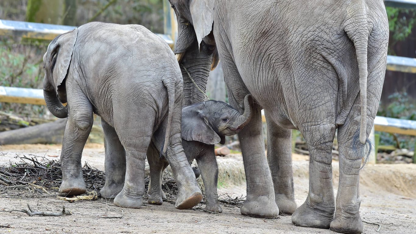 Elefantenmutter Sabie 2016 mit ihrem vierten Kind, Tuffi (Archivbild): Sabies sechste Geburt am Wochenende endete tragisch.