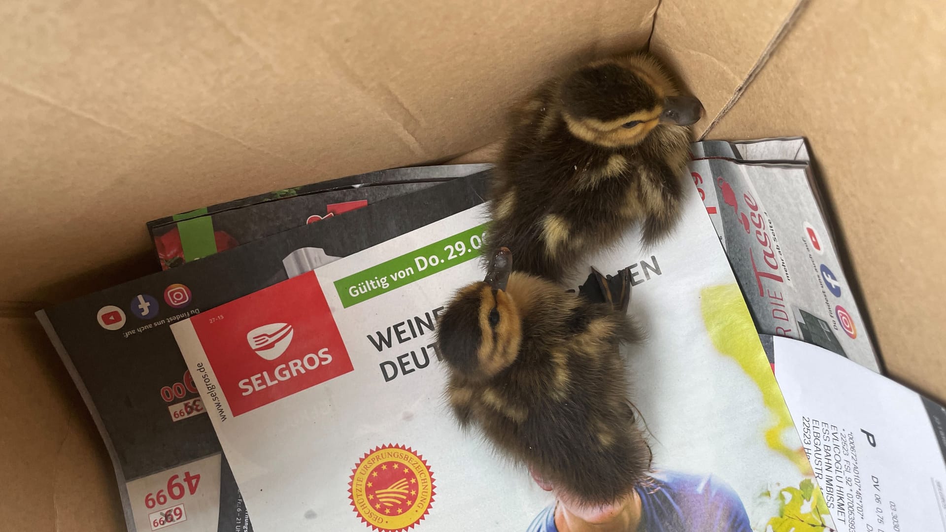 Die beiden Entenküken wurden zunächst behelfsmäßig in einem Karton untergebracht, danach ging es ins Tierheim Süderstraße.