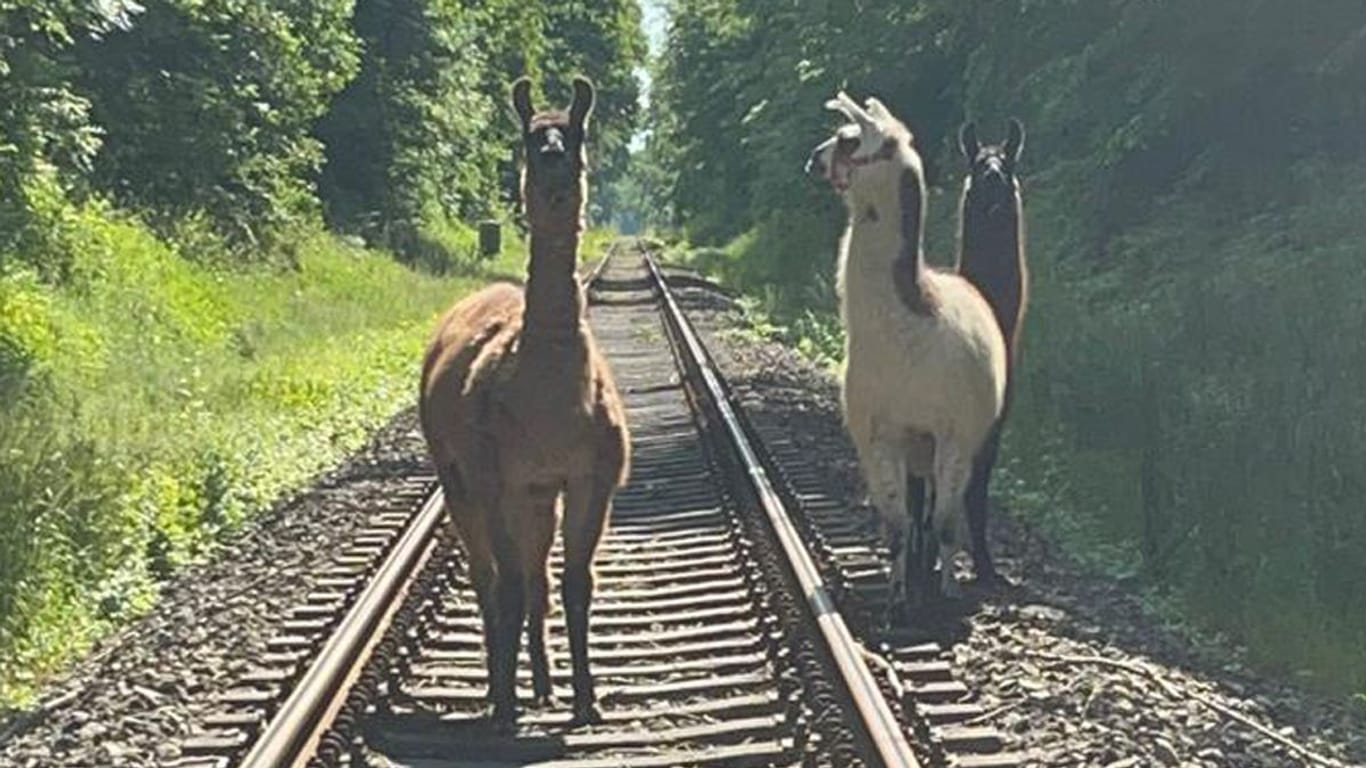 Die ausgebüxten Lamas.