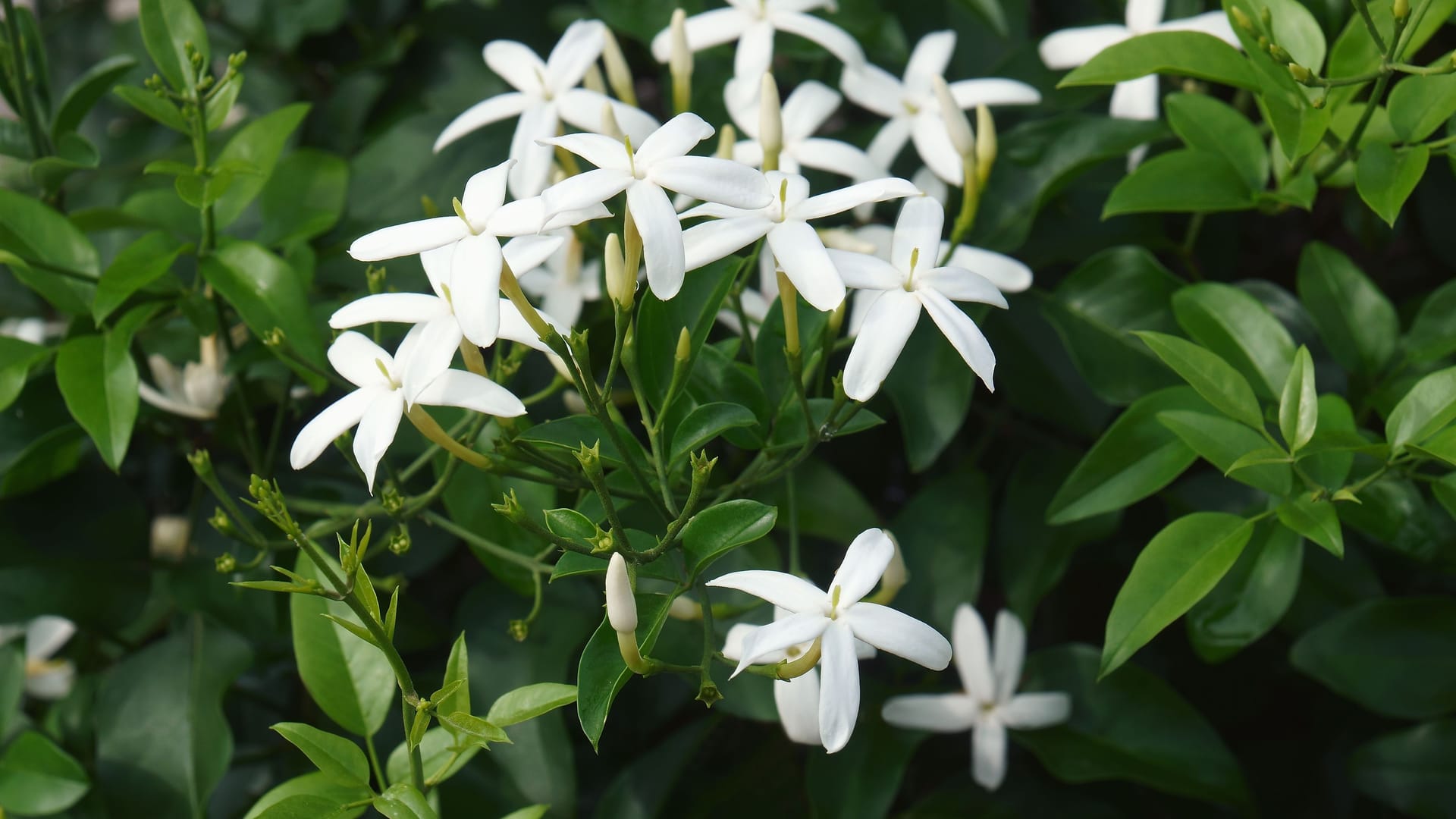 Parfüms bekannter Marken wie Chanel zeichnen sich durch natürliche Inhaltsstoffe wie Jasmin aus. Die Blume wird eigens für die Herstellung angebaut. t.