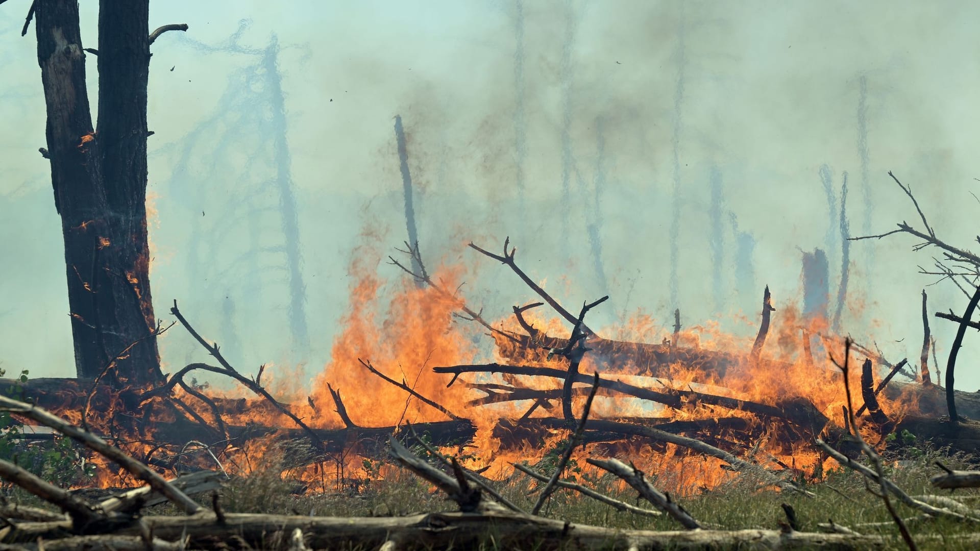 Waldbrand bei Jüterbog