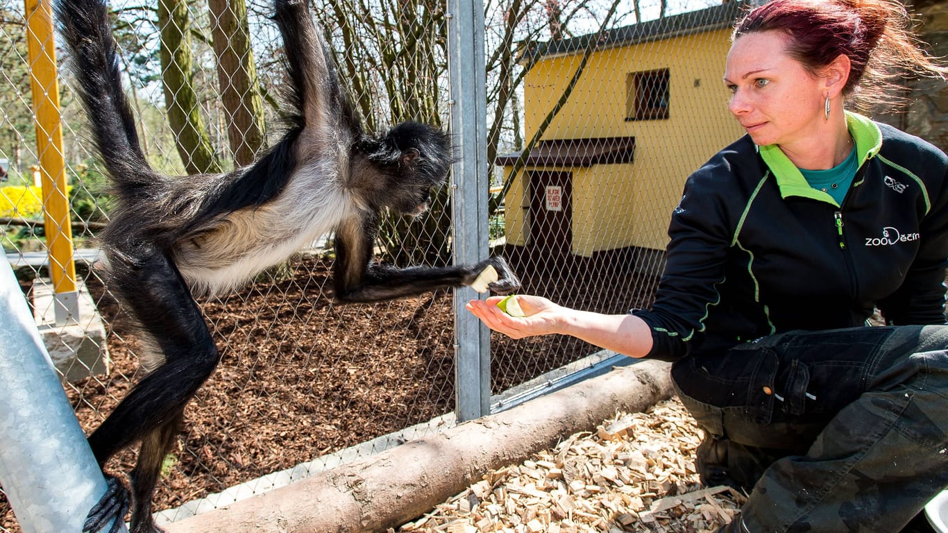Fütterung eines Spinnenaffen im tschechischen Zoo: Es wird gewarnt, die entflohenen Affen selbst einzufangen.