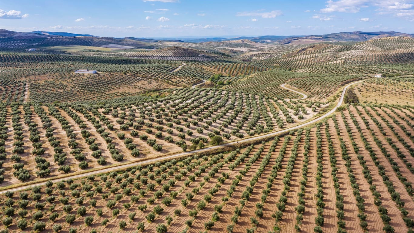 Olivenhaine so weit das Auge blickt: Die Provinz Cordóba gehört zu den wichtigsten Olivenproduzenten und ist mit am stärksten von Dürre und Hitze betroffen.