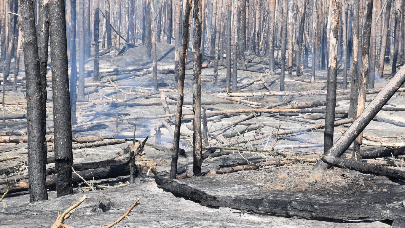 Verbrannter Wald bei Volzrade: Vereinzelt fangen Glutnester wieder an zu glimmen.