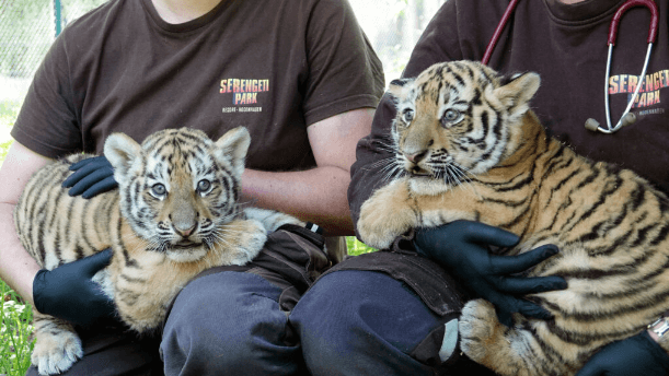 Zwei Pfleger halten die jungen Raubkatzen: Wann die Tiere von Besuchern gesehen werden können, ist noch nicht klar.