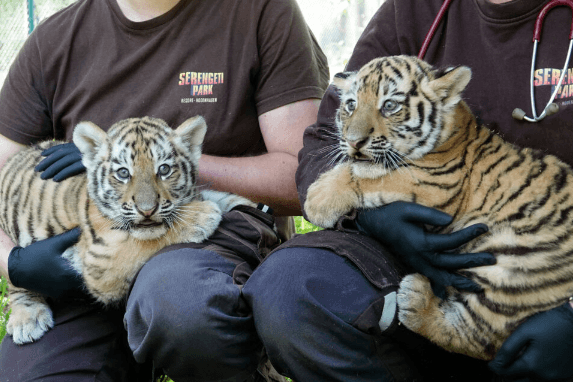 Zwei Pfleger halten die jungen Raubkatzen: Wann die Tiere von Besuchern gesehen werden können, ist noch nicht klar.