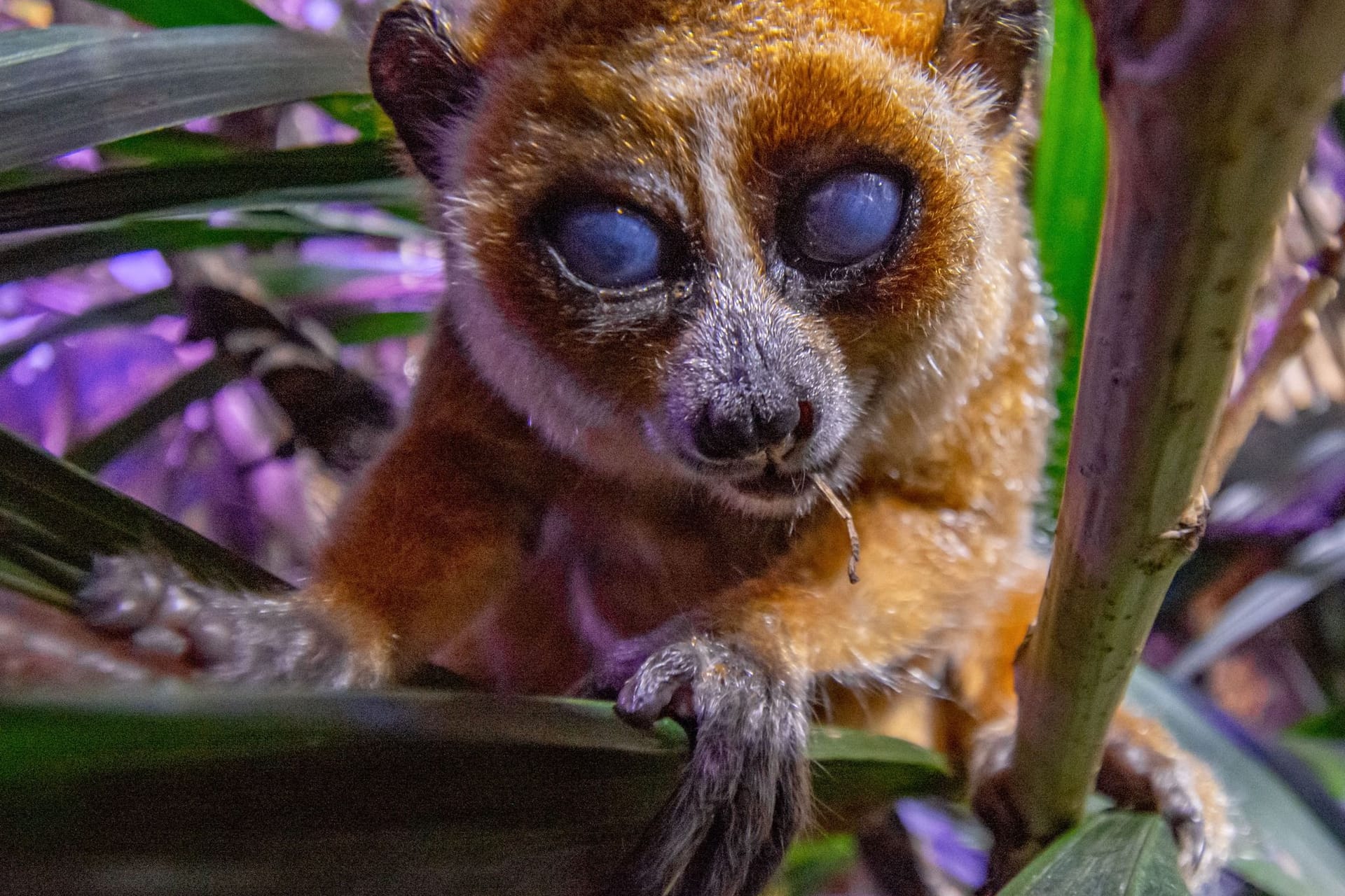 Das Zwergplumplori Rosi: Die Tiere werden häufig illegal geschmuggelt.