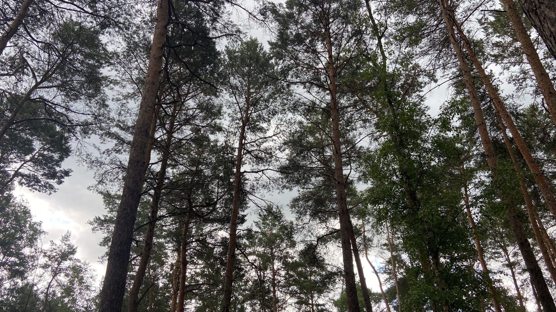 Kiefernwald nahe Kemnitz: Der Nadelwald hat der Klimakrise nichts entgegenzusetzen, so Henke.