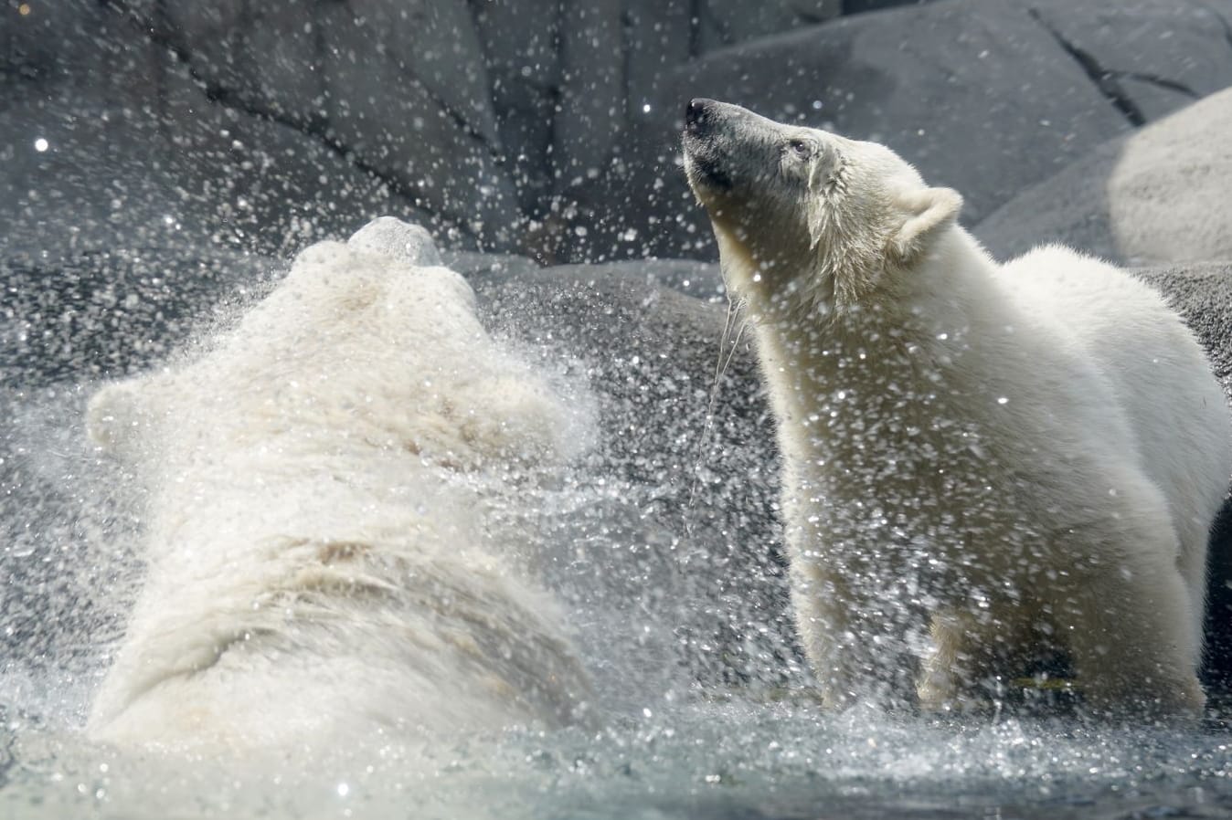 Tierpark Hagenbeck in Hamburg: Das Eisbärenbaby hat zum ersten Mal die Außenanlage im Tierpark Hagenbeck erkundet.