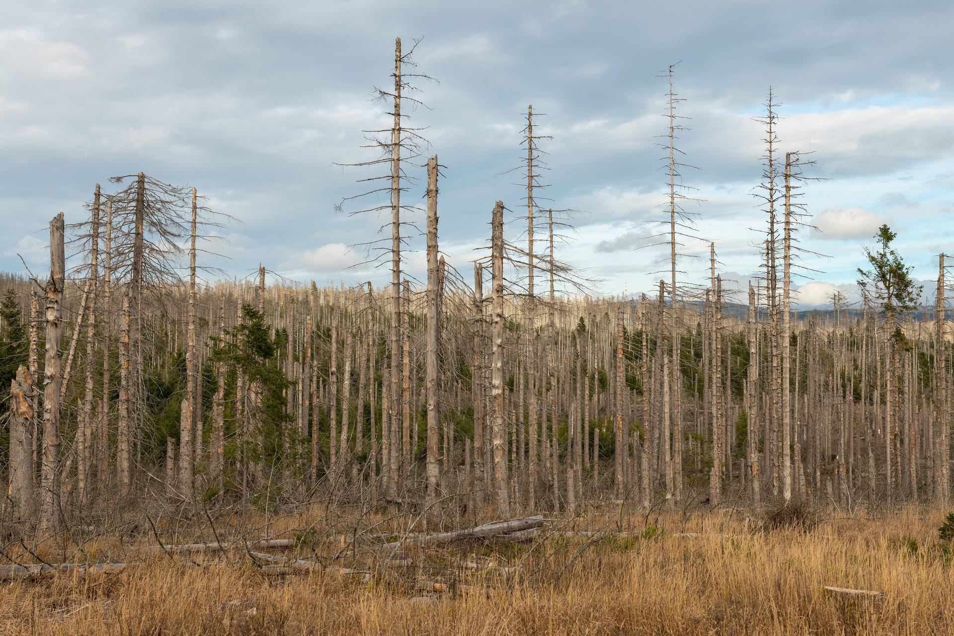 Waldsterben im Harz: Deutschlandweit geht es den Bäumen schlecht.