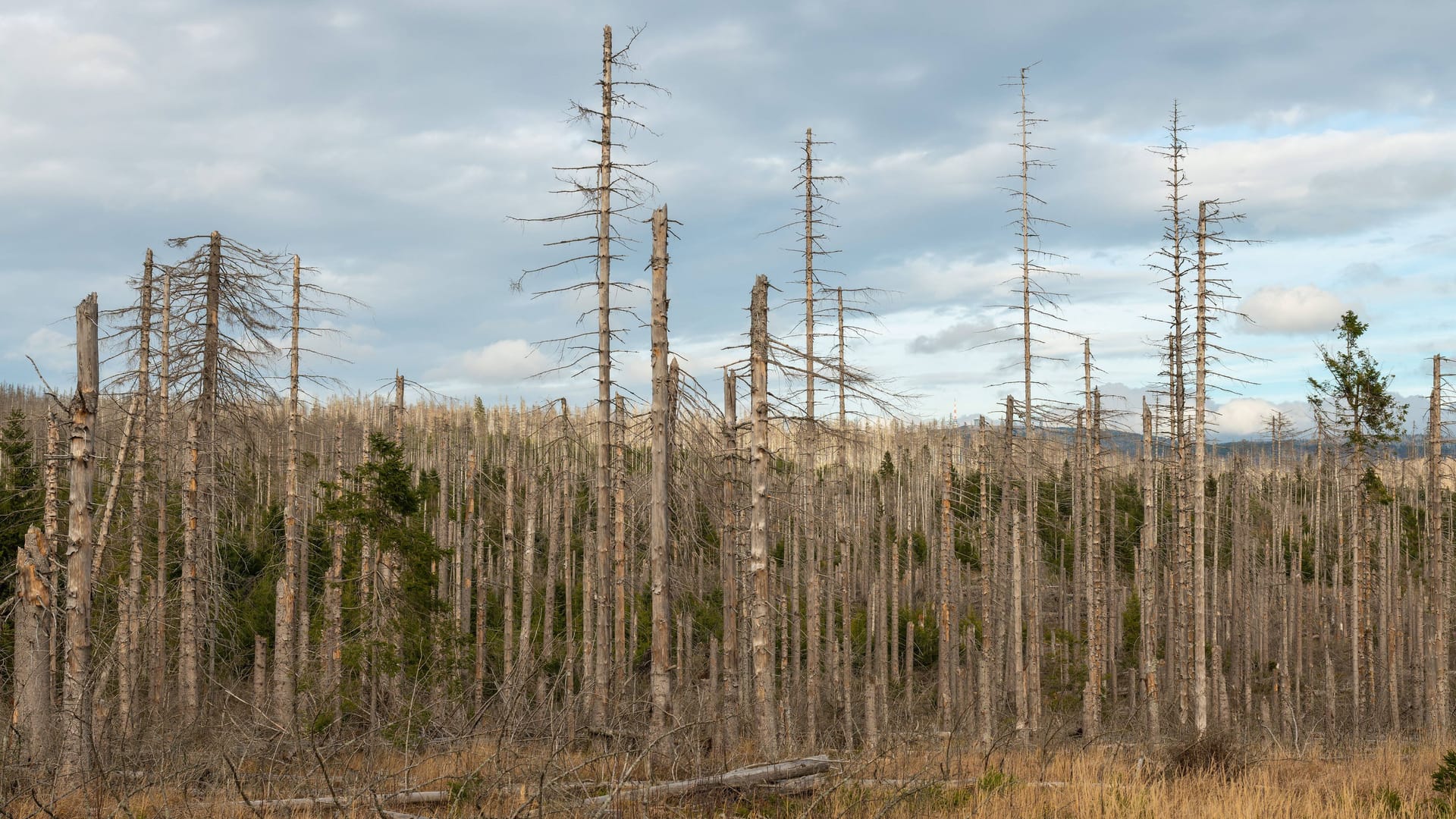 Waldsterben im Harz: Deutschlandweit geht es den Bäumen schlecht.