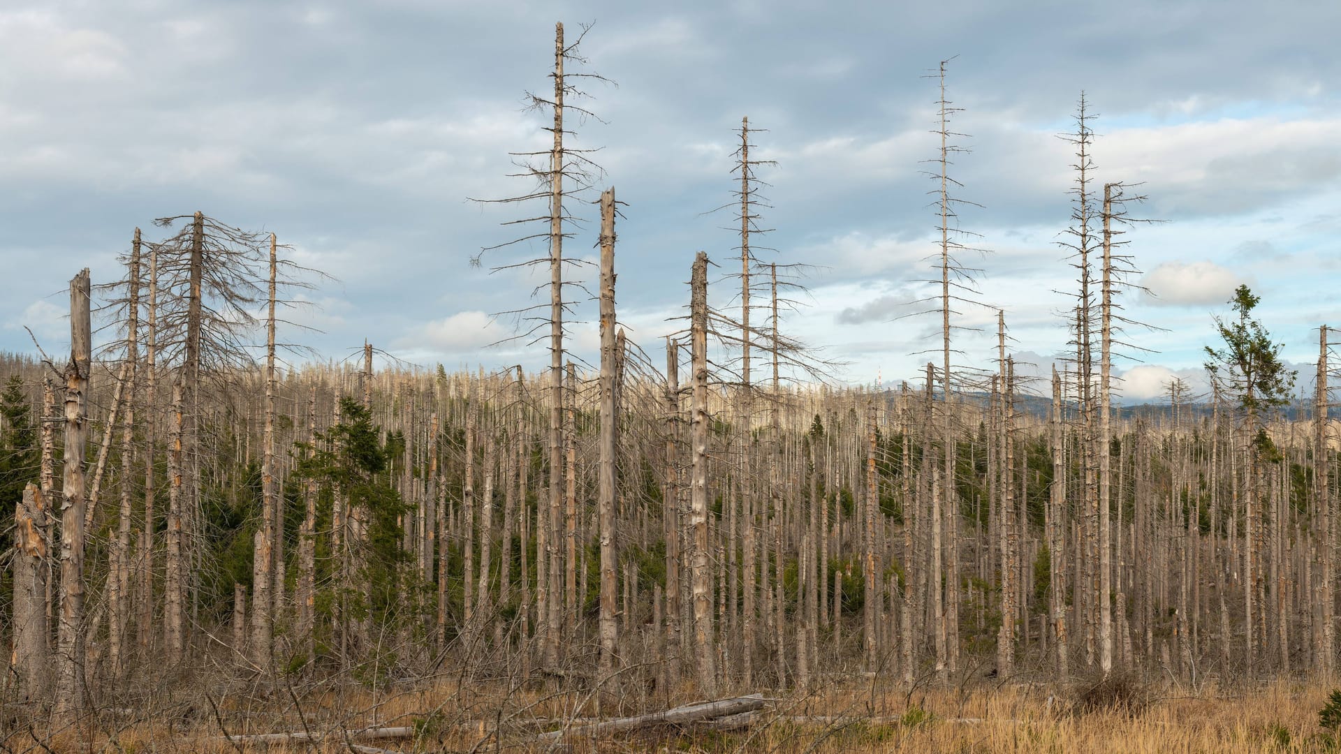 Waldsterben im Harz: Deutschlandweit geht es den Bäumen schlecht.