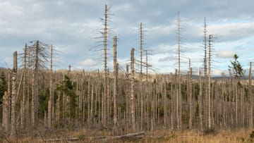 Waldsterben: In Deutschland sind die Wälder am stärksten von der Klimakrise betroffen: Wegen anhaltender Trockenheit und Hitze hat sich die Situation deutlich verschlechtert. Wälder und Waldböden sind ausgedorrt, die Bäume schwach und anfällig für Krankheiten und Schädlinge. Waldbrände, Stürme und Massenvermehrungen von baumschädigenden Insekten wie Borkenkäfern oder Nonnenfaltern lassen in der Folge ganze Waldbestände aus Fichten- und Kiefermonokulturen zusammenbrechen. (Hier zu sehen: Waldsterben im Harz.)