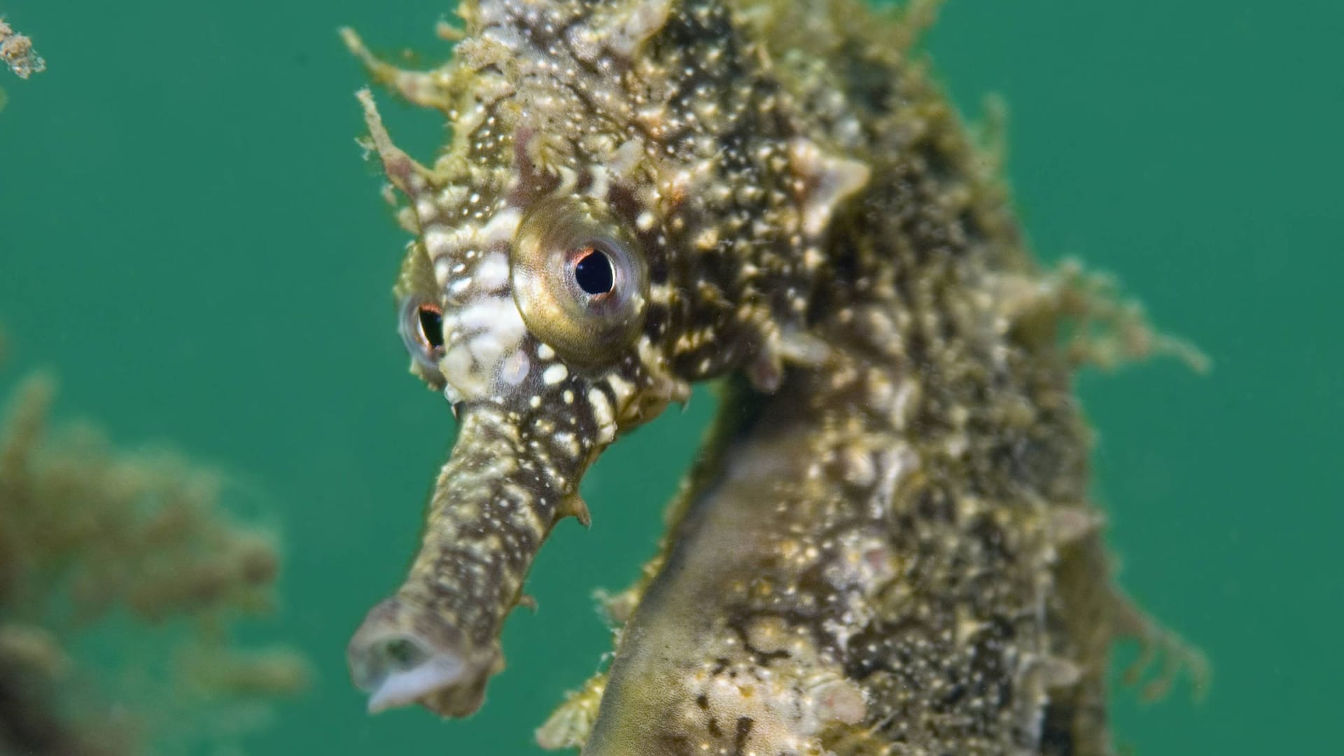 Ein "White's Seahorse" in Chowder Bay im Hafen von Sydney: Diese Tierart ist bedroht.