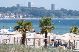 Palmen am Strand bei Scharbeutz in der Lübecker Bucht: Die Bäume sollen für Südseegefühl an der Ostsee sorgen.