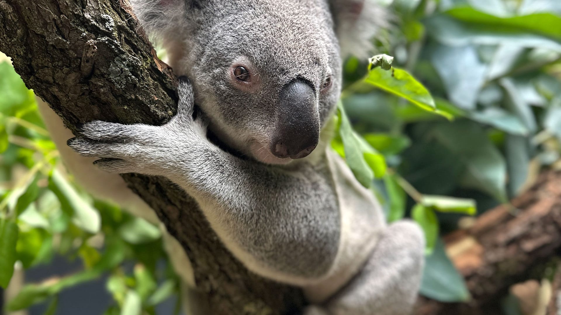 Koala-Männchen Aero ist in der Wilhelma in Stuttgart angekommen: er ist einer von vier Neuzugängen.