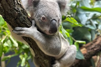 Koala-Männchen Aero ist in der Wilhelma in Stuttgart angekommen: er ist einer von vier Neuzugängen.