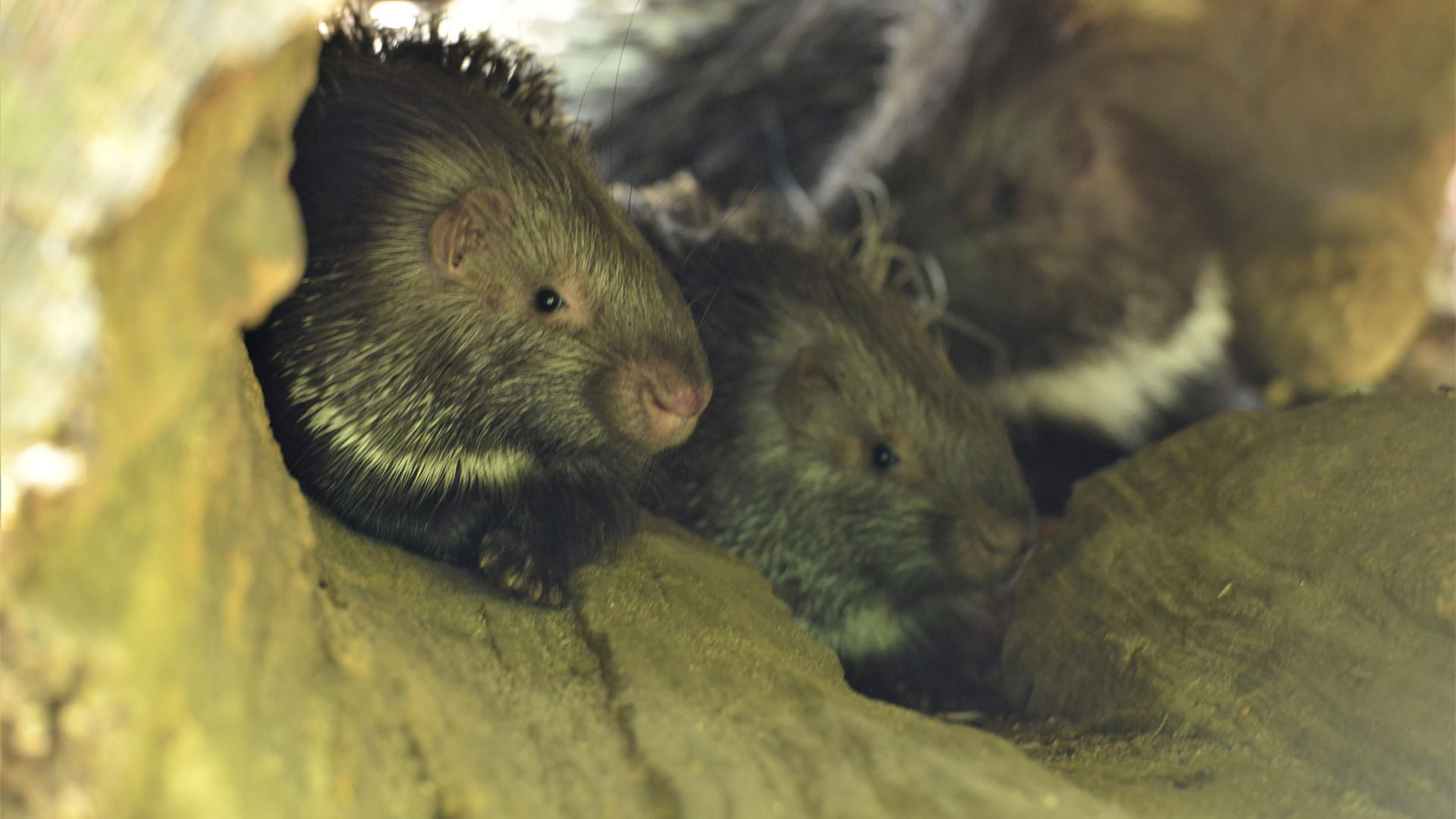 Die Jungtiere in einer Baumhöhle: Bereits Anfang April erblickten die Weißschwanz-Stachelschweine im Münchner Zoo das Licht der Welt.