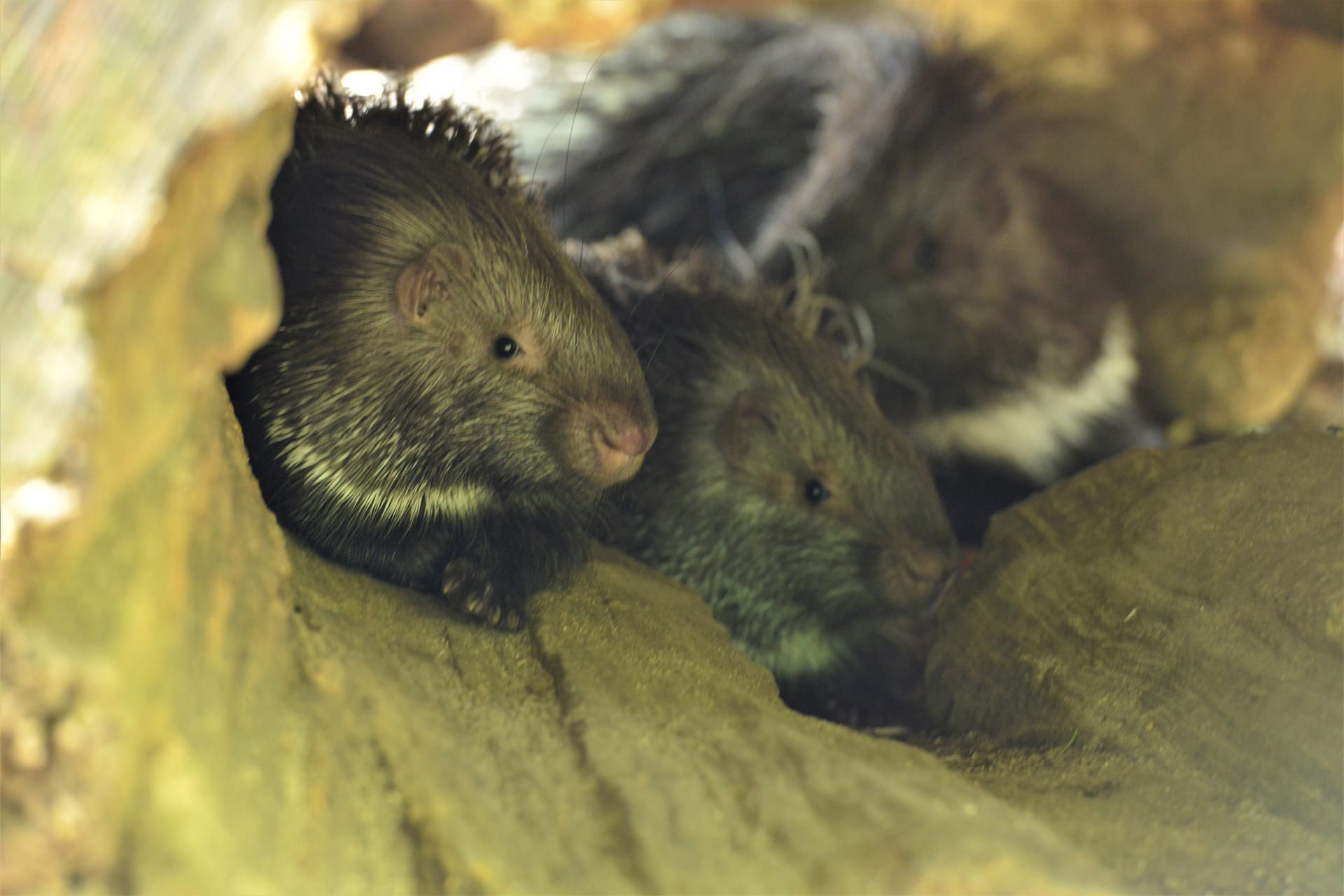 Die Jungtiere in einer Baumhöhle: Bereits Anfang April erblickten die Weißschwanz-Stachelschweine im Münchner Zoo das Licht der Welt.