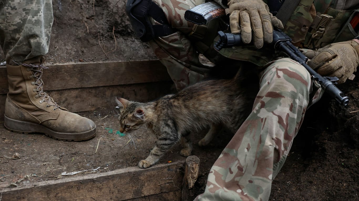 Sie hat überlebt: In einem Schützengraben bei der Ortschaft Nowodariwka finden die Ukrainer eine Katze.