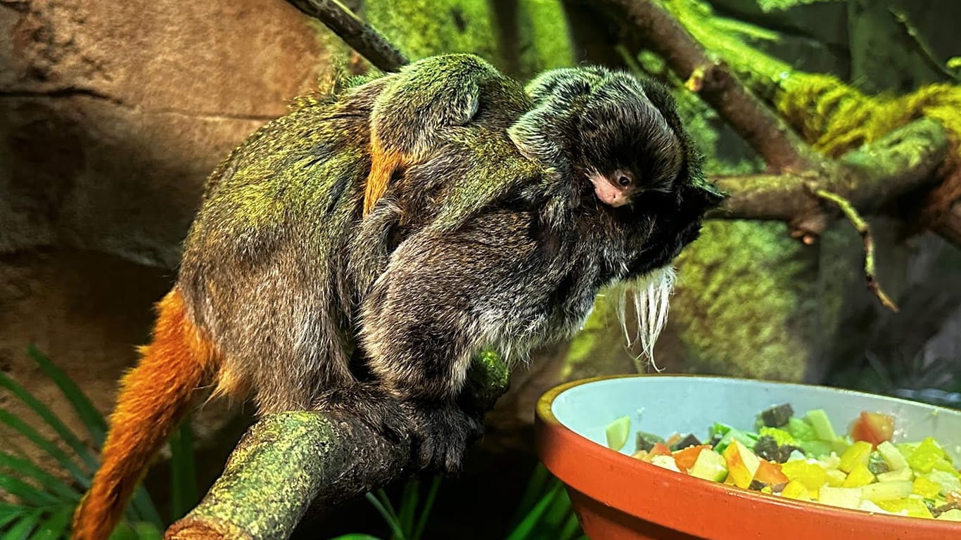 Die beiden Neugeborenen sitzen auf dem Rücken ihres Vaters Cusco. Er kam 2018 aus dem Zoo Neumünster in den Zoo am Meer.