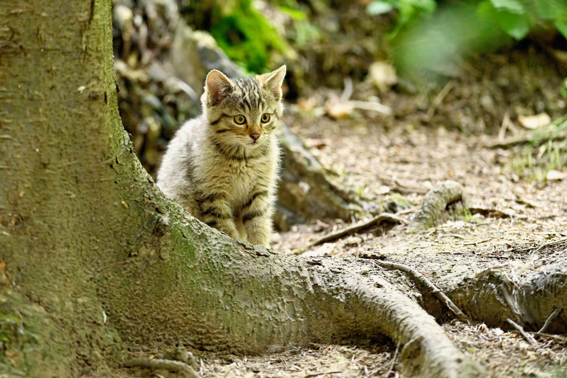 Zum Verwechseln ähnlich: Vor allem die Jungtiere werden oft für Hauskatzen gehalten.