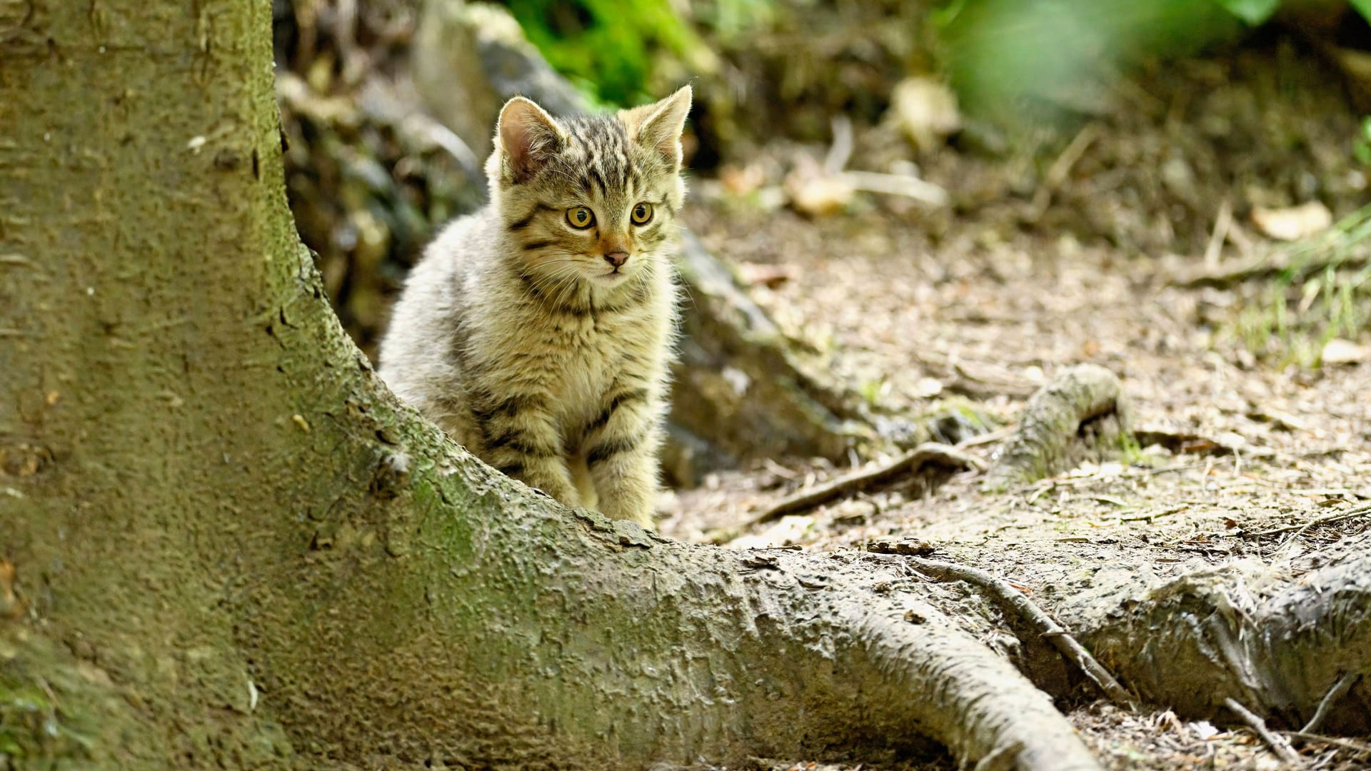 Zum Verwechseln ähnlich: Vor allem die Jungtiere werden oft für Hauskatzen gehalten.