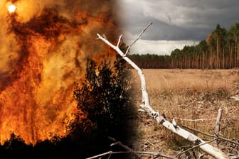 Flammeninferno in Griechenland: Ein Experte erklärt, wie groß die Gefahr in unseren eigenen Wäldern ist.