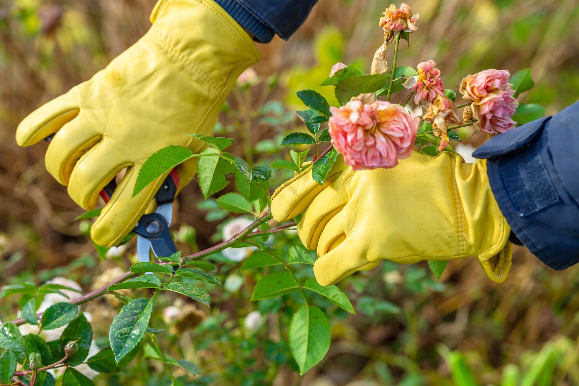 Ein starker Rückschnitt kann alten Rosen zu neuem Glanz verhelfen.