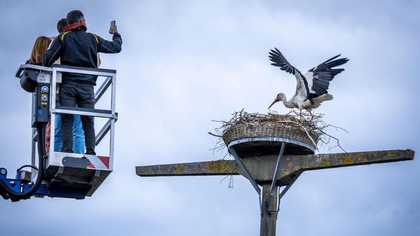 Ein Storchenexperte nährt sich einem Nest (Archivfoto): Viele Jungvögel werden zurzeit beringt.