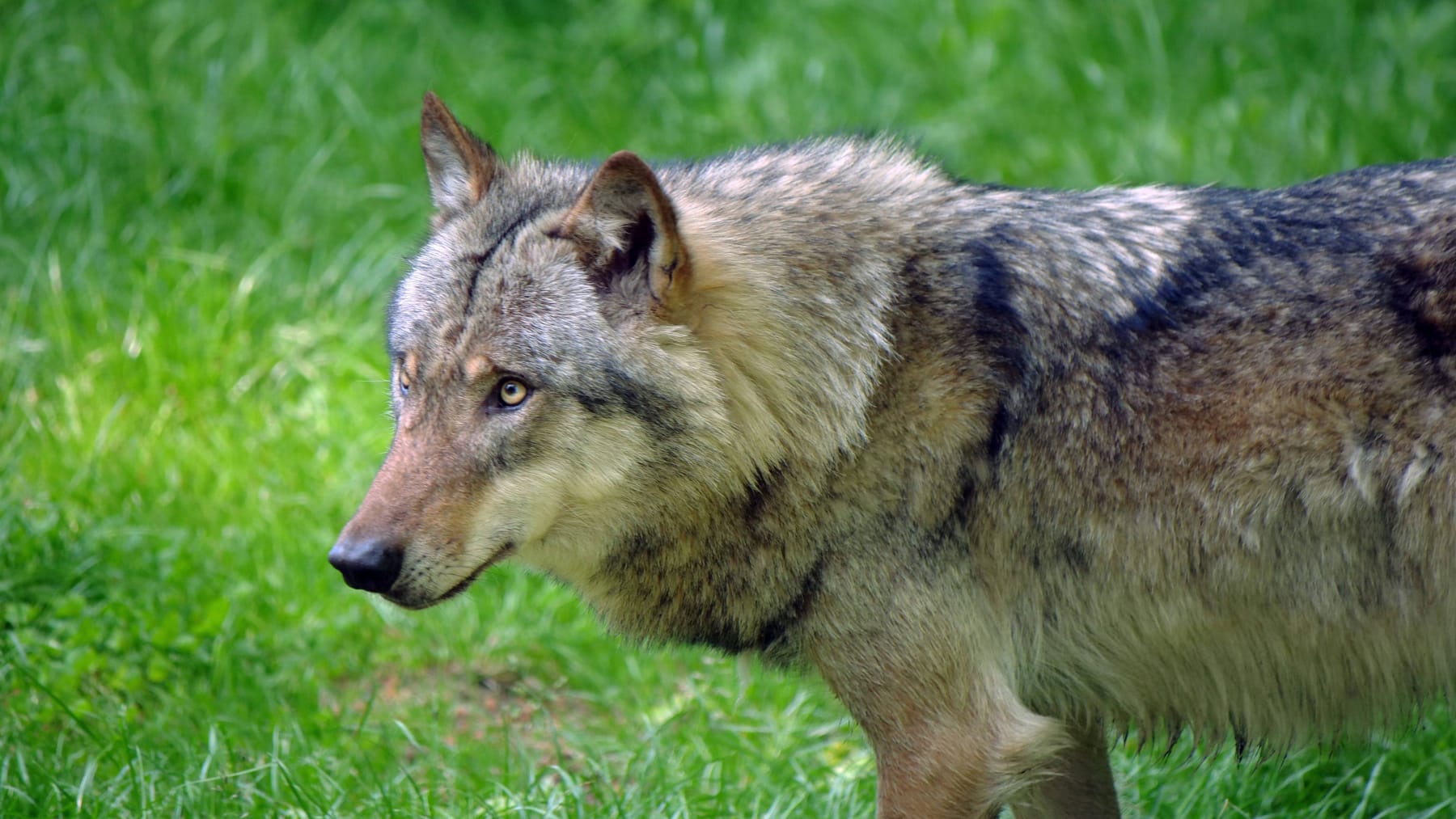Wolf valt herder aan – politie schiet dier neer