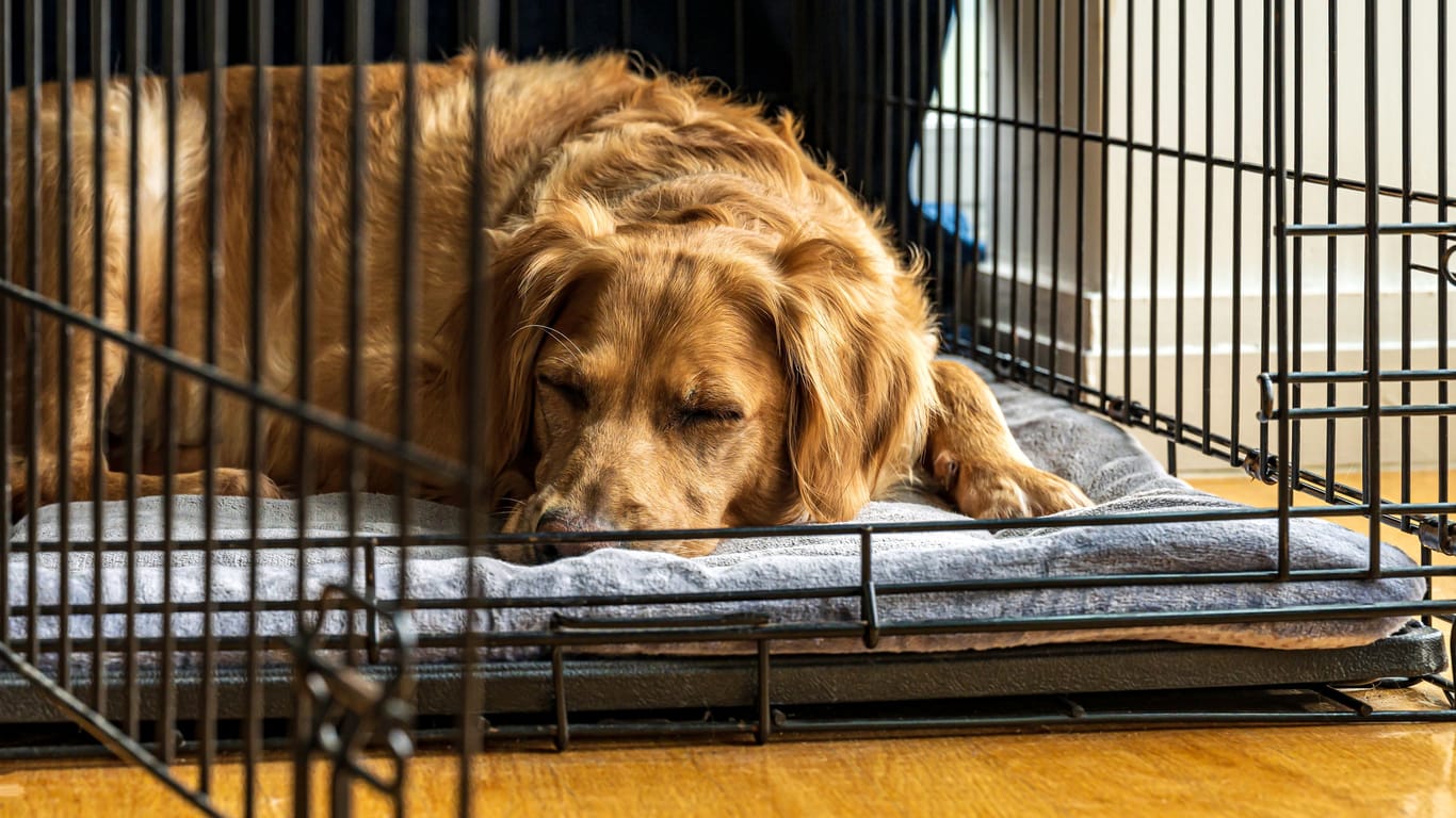 Ein Hund schläft in seiner Box: Dem Hund einen sicheren Rückzugsort anzubieten, kann bei vielen Situationen helfen.