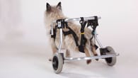 Dortmund: Hund im Rollstuhl flitzt durchs Netz