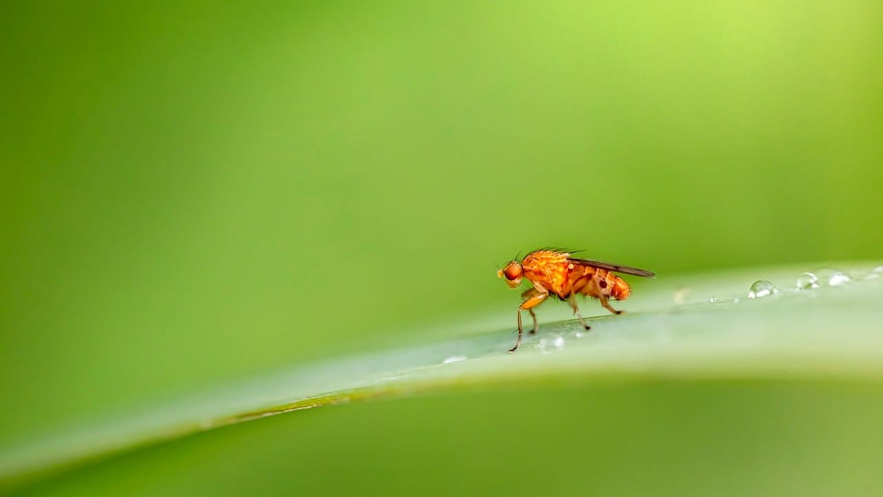 Sie sind klein, lästig und lieben überreifes Obst – Fruchtfliegen haben im Sommer Hochsaison.