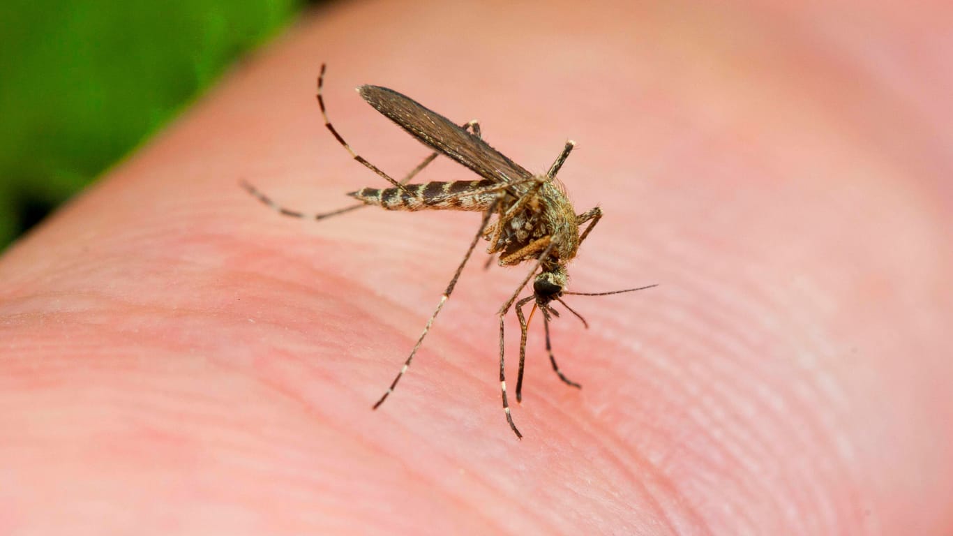 Die Aedes-Mücke breitet sich weltweit aus.