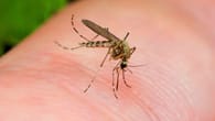 Mückenstiche: Diese Mittel sind wirkungslos gegen Mücken | Mückenabwehr