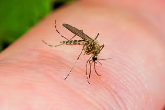 Die Aedes-Mücke breitet sich weltweit aus.